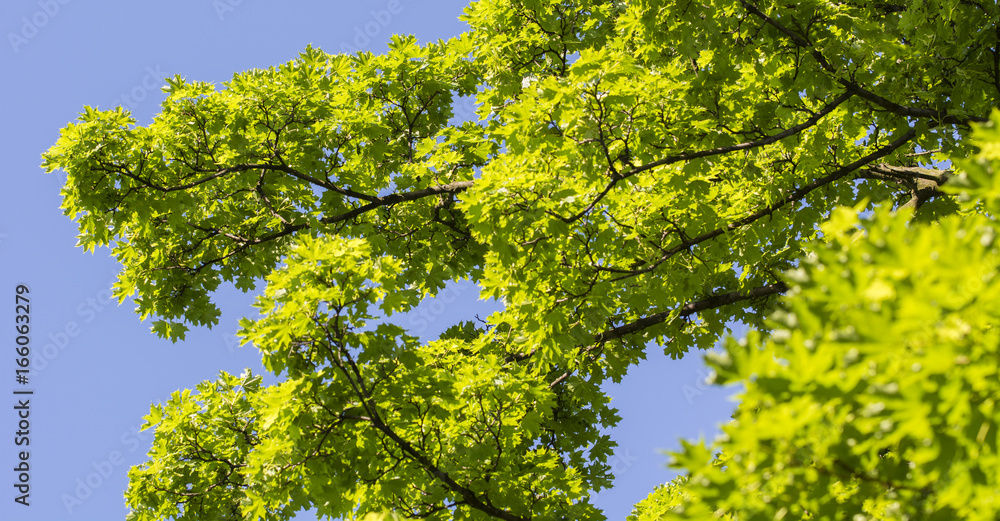 Green leaves of maple on a tree. Green leaves of maple on a tree.