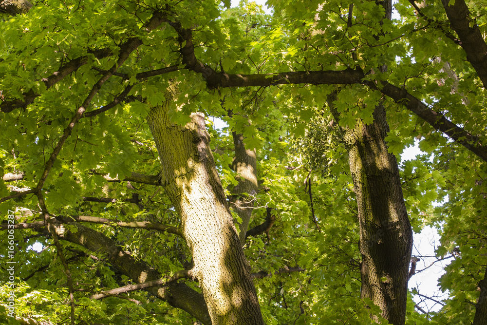 Fototapeta premium Green leaves of maple on a tree.