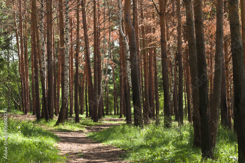 Pine forest