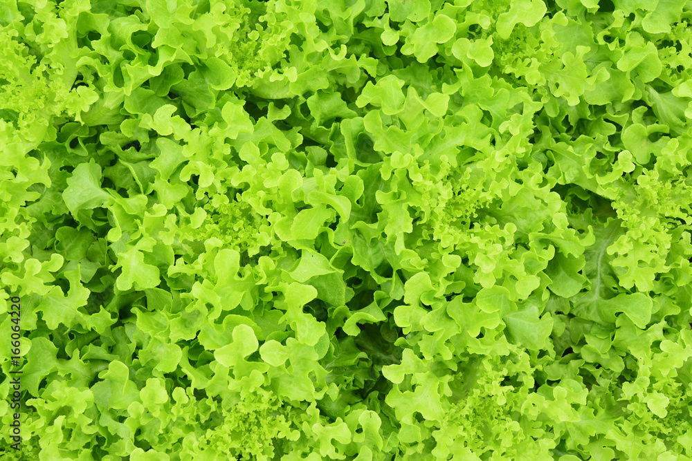 Green fresh vegetables or Fresh lettuce salad leaves - Background Texture Green fresh vegetables or Fresh lettuce salad leaves - Background Texture
