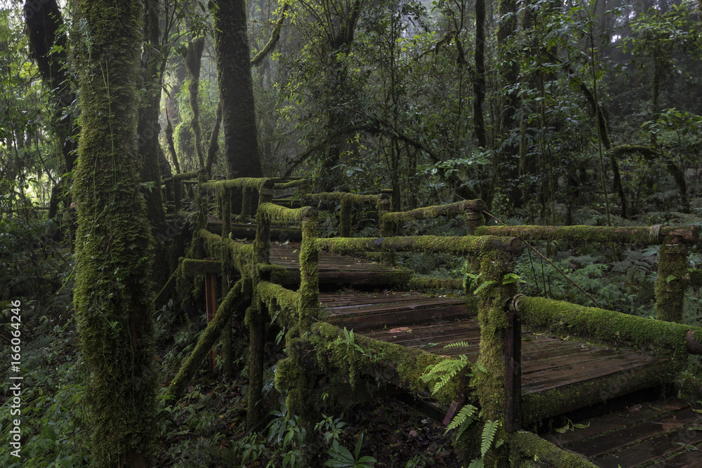 Naklejka premium Ang Ka Luang Nature Trail at Doi Inthanon National Park, Chiang Mai, Thailand