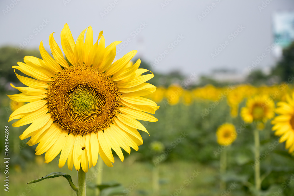 Beautiful yellow sunflower in the farm background