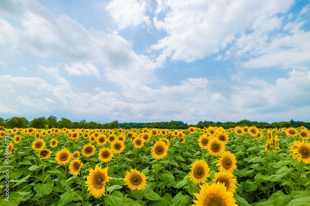 Obraz premium ヒマワリの景色