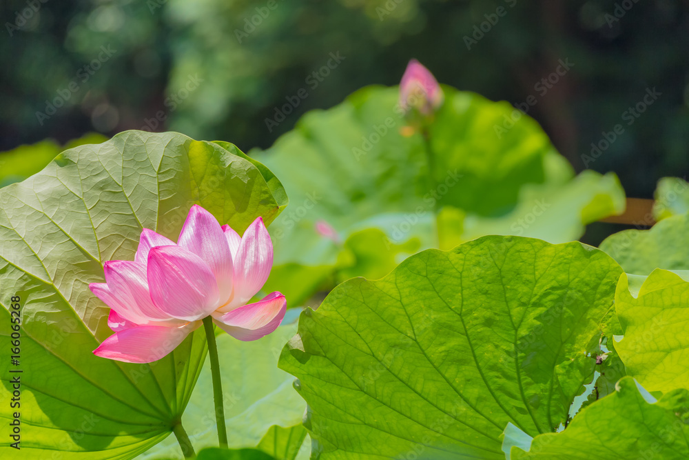 The Lotus Flower.Background is the lotus leaf and lotus bud and tree.Shooting location is Yokohama, Kanagawa Prefecture Japan. The Lotus Flower.Background is the lotus leaf and lotus bud and tree.Shooting location is Yokohama, Kanagawa Prefecture Japan.