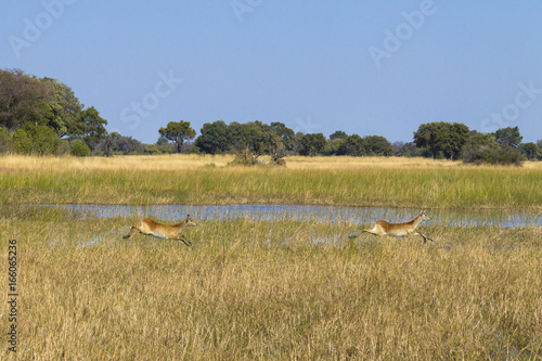 Quadro su tela Red lechwes running. Okavango Delta, Botswana