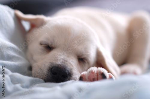 Sleeping Labrador puppy