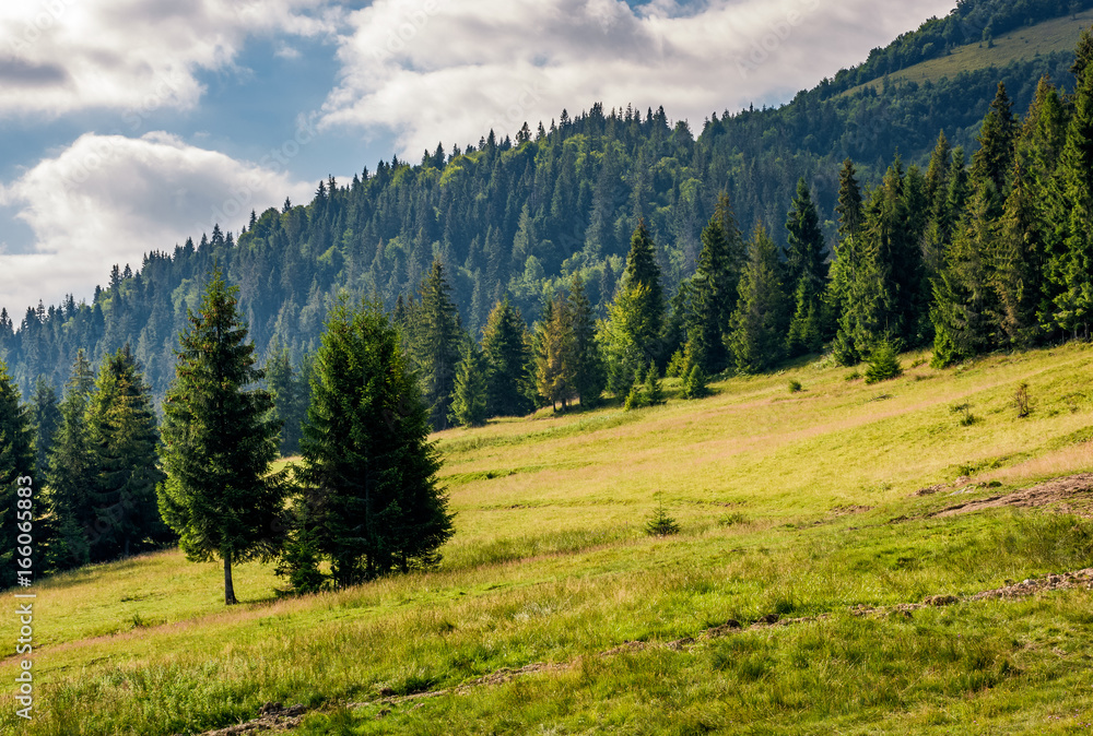 spruce forest on a mountain hill side