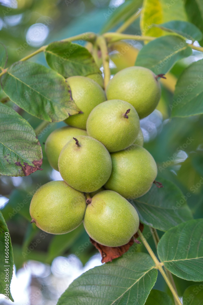 Green nuts on a tree. A lot of nuts on a tree, nature