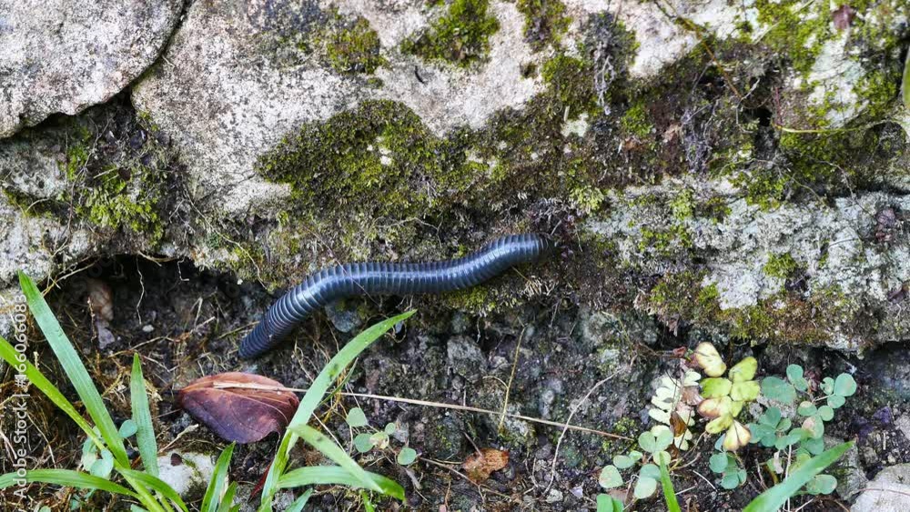 Close up (macro) shot of a millipede crawling on rocks, on the forest floor surrounding Lake Balanan. Presented as real time.
Close up (macro) shot of a millipede crawling on rocks, on the forest floor surrounding Lake Balanan. Presented as real time.