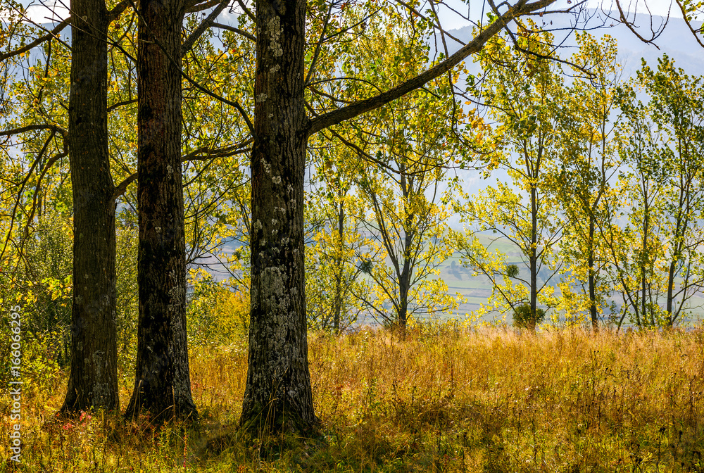 Fototapeta premium autumn forest in yellow foliage