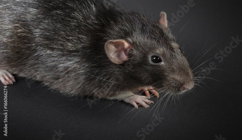 Animal gray rat close-up