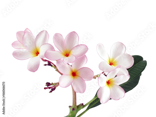 bouquet of blooming gentle pink frangipani flower with foliage isolated on white, delicate and fragrant tropical flowers for garden ornamental or zen spa decor © andy0man
