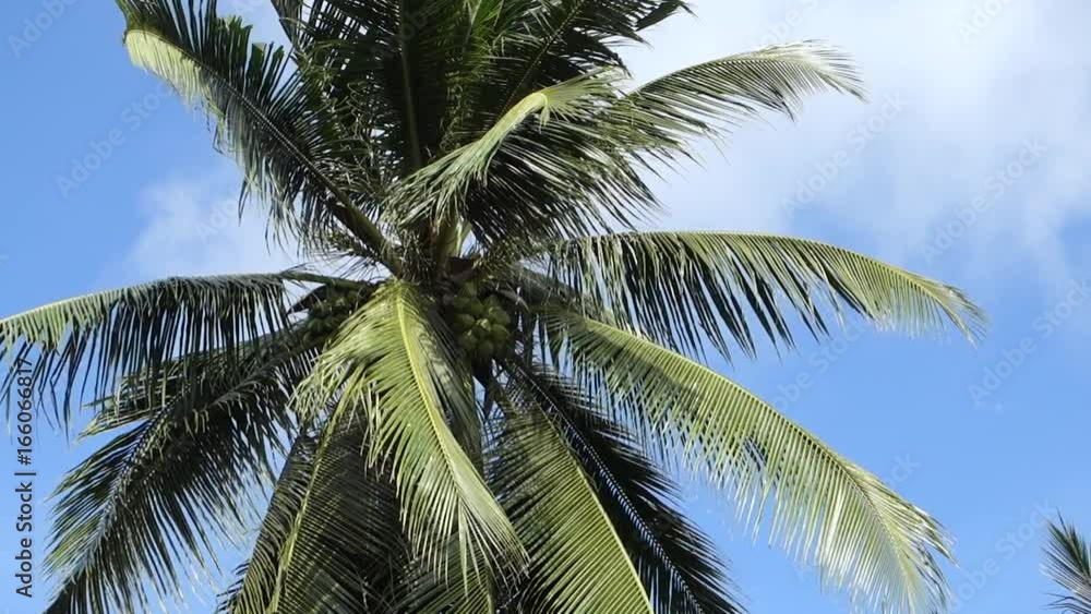 Coconut tree with beautiful sunshine and wind in blue sky Coconut tree with beautiful sunshine and wind in blue sky