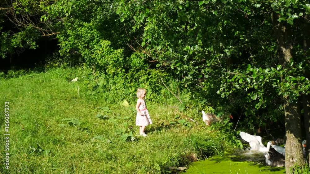 A girl is grazing geese in a meadow. The child drives away the birds with a rod.