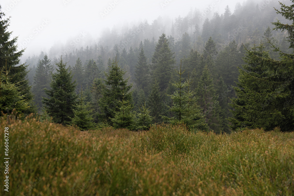 Cold foggy forest in national park Harz. Germany. Cold foggy forest in national park Harz. Germany.