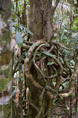 Tangled vines in rainforest