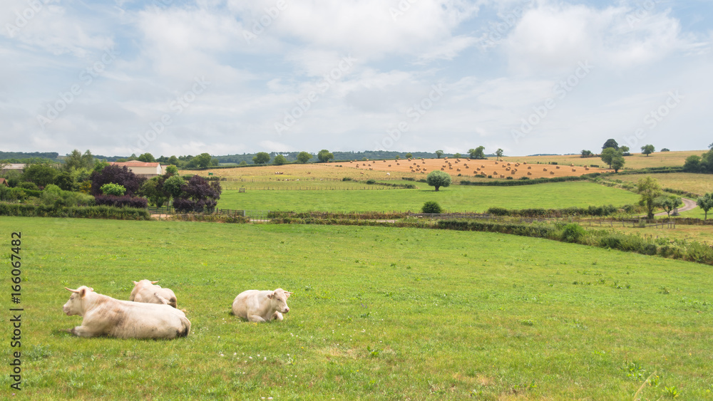 Charolais cow, white cow in a field, beautiful campaign in Burgundy, France
Charolais cow, white cow in a field, beautiful campaign in Burgundy, France