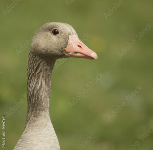 Greylag Goose