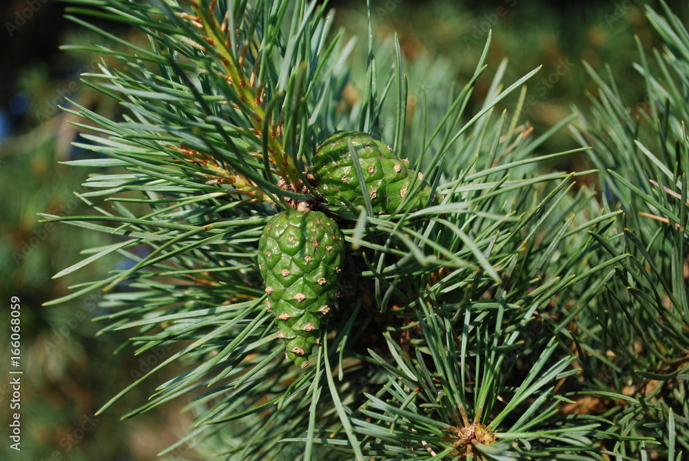 Green young cones on pine branch on sunny day. Green young cones on pine branch on sunny day.
