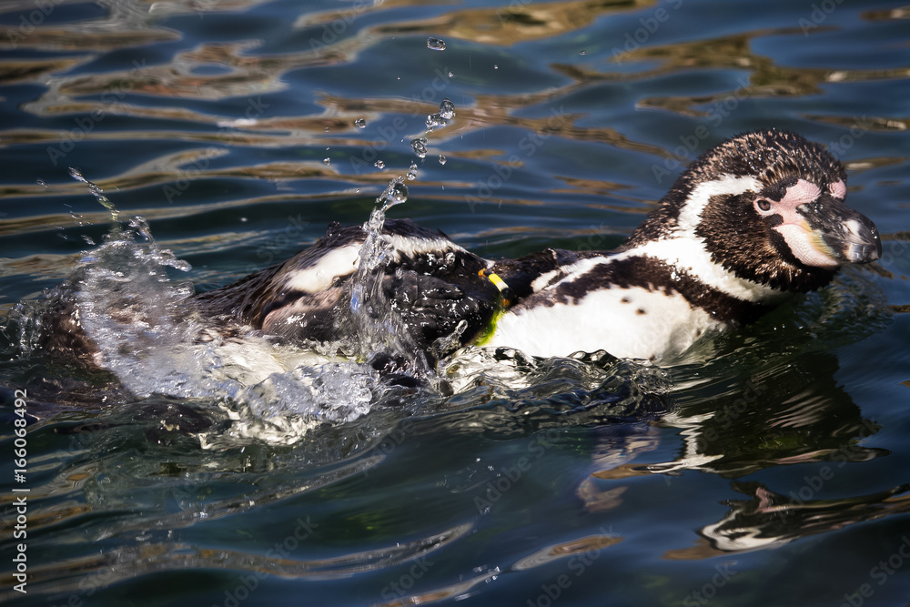 Naklejka premium Pinguin