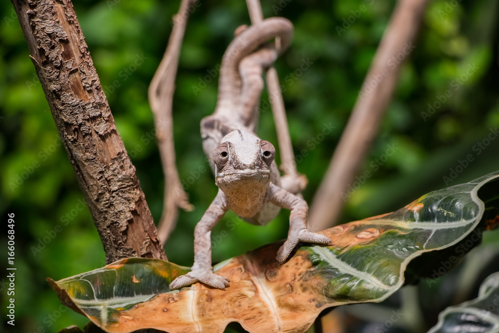 Caméléon Caméléon