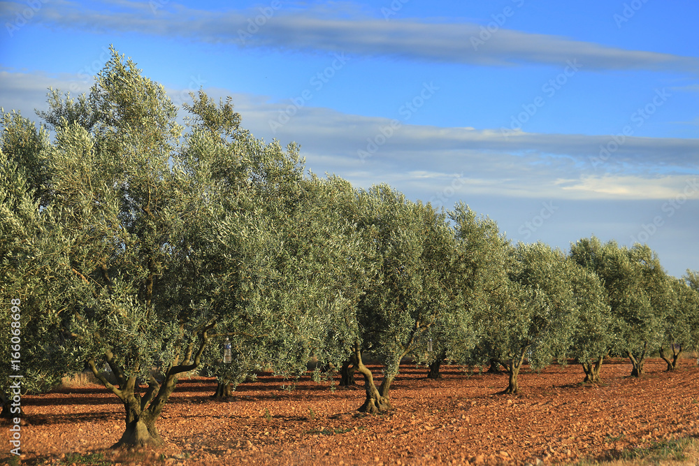 Obraz premium Olive Tree Grove
