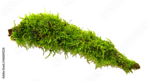 Canvas-taulu A clump of green moss isolated on a white background