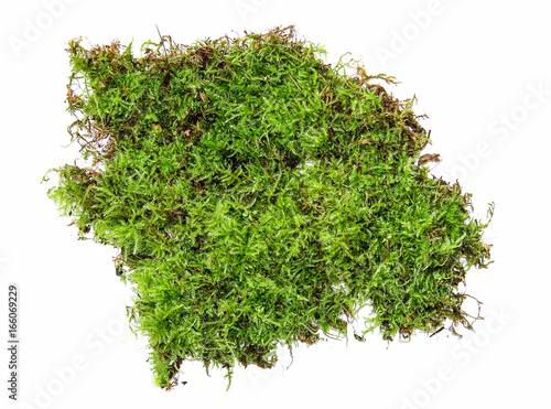 Billede på lærred A clump of green moss isolated on a white background