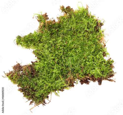 A clump of green moss isolated on a white background