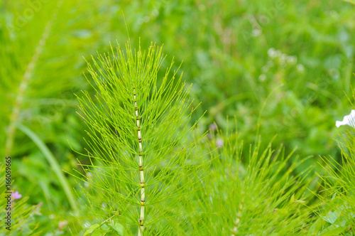 Horsetail (Equisetum) healing plant bunch background. Equisetum arvense or Snake grass is a medicinal plant