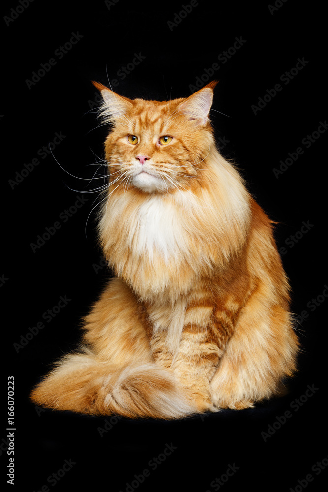 Beautiful maine coon cat