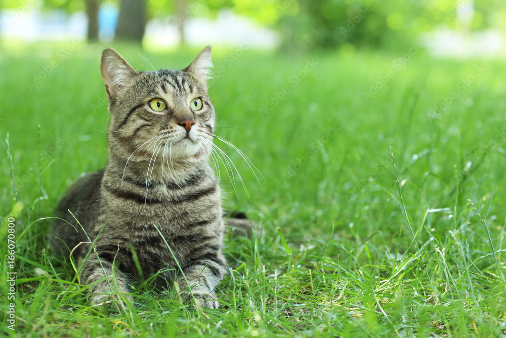 Cute cat lying on green grass in park