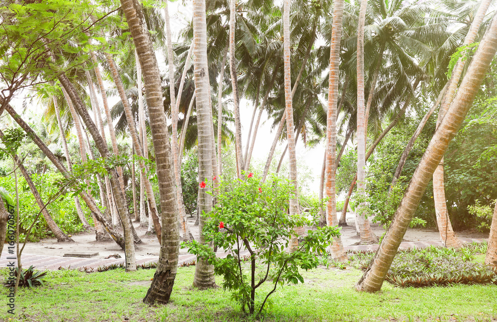 Park with beautiful palms at tropical resort Park with beautiful palms at tropical resort