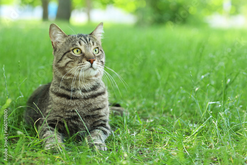 Cute cat lying on green grass in park