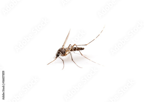Mosquito / Stechmücke freigestellt photo