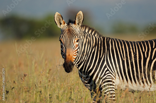 Portrait of a Cape mountain zebra  Equus zebra   Mountain Zebra National Park  South Africa.