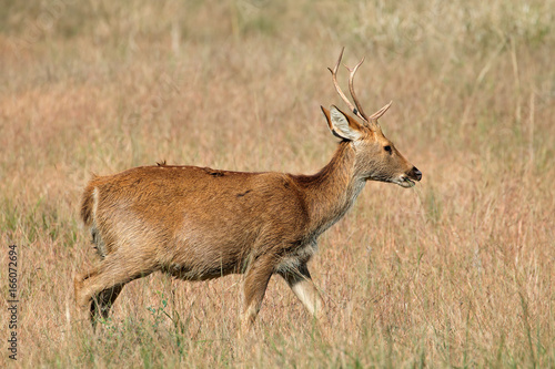 Male Barasingha or swamp deer (Rucervus duvaucelii), Kanha National Park, India. photo
