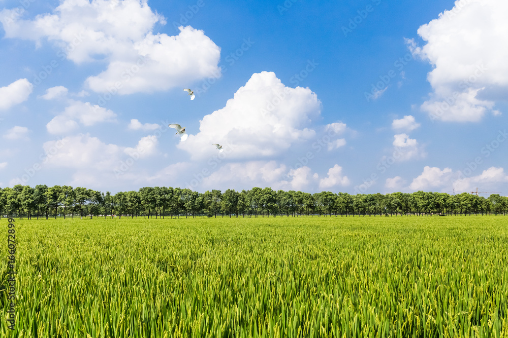 Scenic View Of Rice Field,Fresh green grass against blue sky in China. Scenic View Of Rice Field,Fresh green grass against blue sky in China.