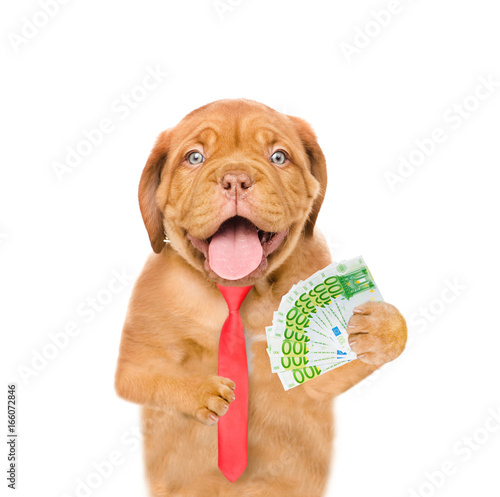 Puppy with euro in paws. isolated on white background