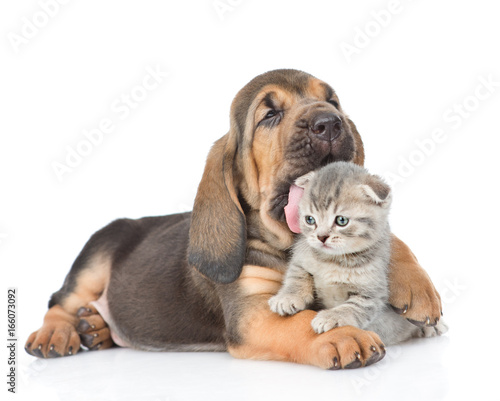 Bloodhound puppy bites the kitten. isolated on white background