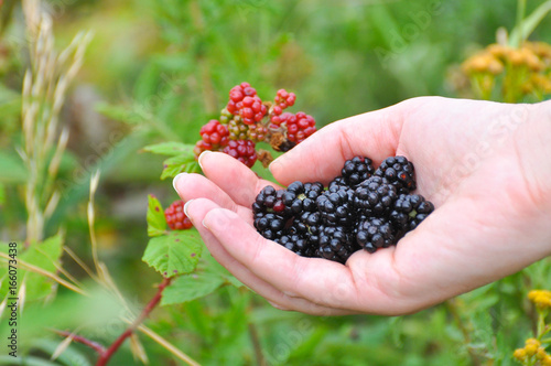 Woman hand picking wild blackberries. Wild blackberry in woman hand during main harvest season
