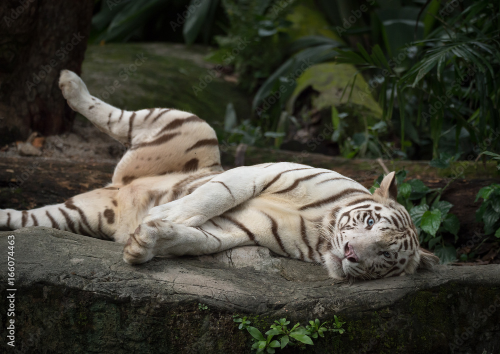 Fototapeta premium cute white tiger