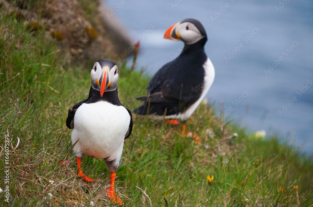 Atlantic Puffin in Latrabjarg cliffs, Iceland. Atlantic Puffin in Latrabjarg cliffs, Iceland.