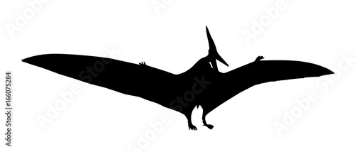 Vector - Pteranodon Silhouette Line Drawing Sketch
