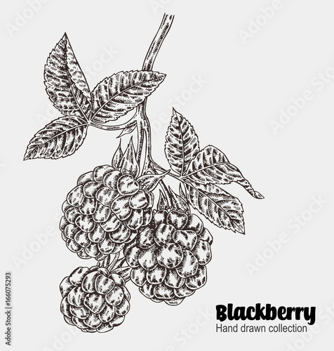 Sketchy blackberry branch. Hand drawn berries collection. Vector illustration vintage