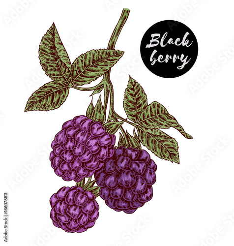 Hand drawn color sketch berries. Ripe blackberry branch isolated on white. Vector illustration vintage
