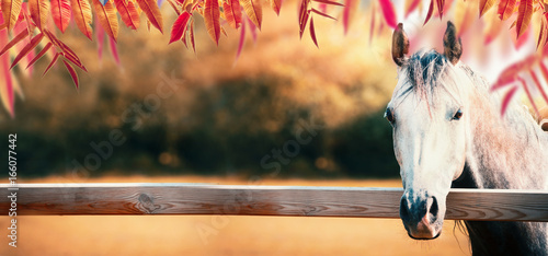 Fototapeta Naklejka Na Ścianę i Meble -  Beautiful gray horse head at paddock fence at autumn nature background with colorful fall foliage, banner