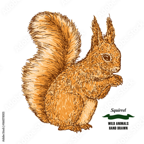 Forest animal squirrel. Hand drawn colored sketch on white background. Vector illustration vintage.