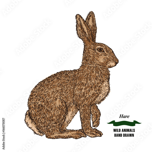 Forest animal hare or rabbit. Hand drawn colored sketch on white background. Vector illustration vintage.