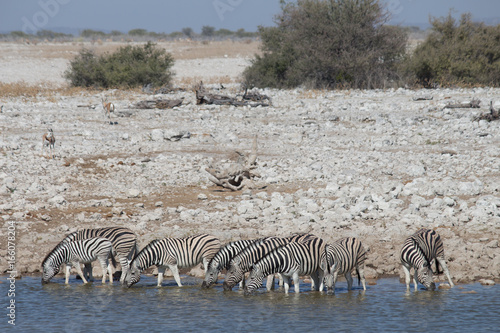 Zebra at Watering Hole Etosha.